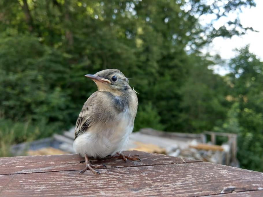 Wald-Apartment Limbach-Oberfrohna Bagian luar foto