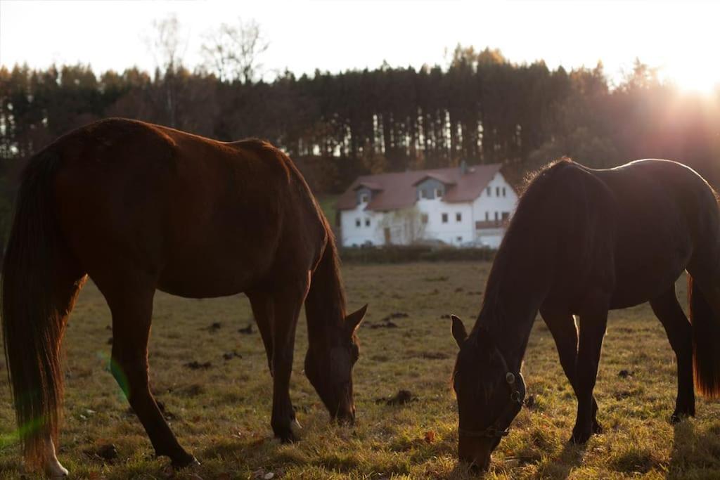 Wald-Apartment Limbach-Oberfrohna Bagian luar foto
