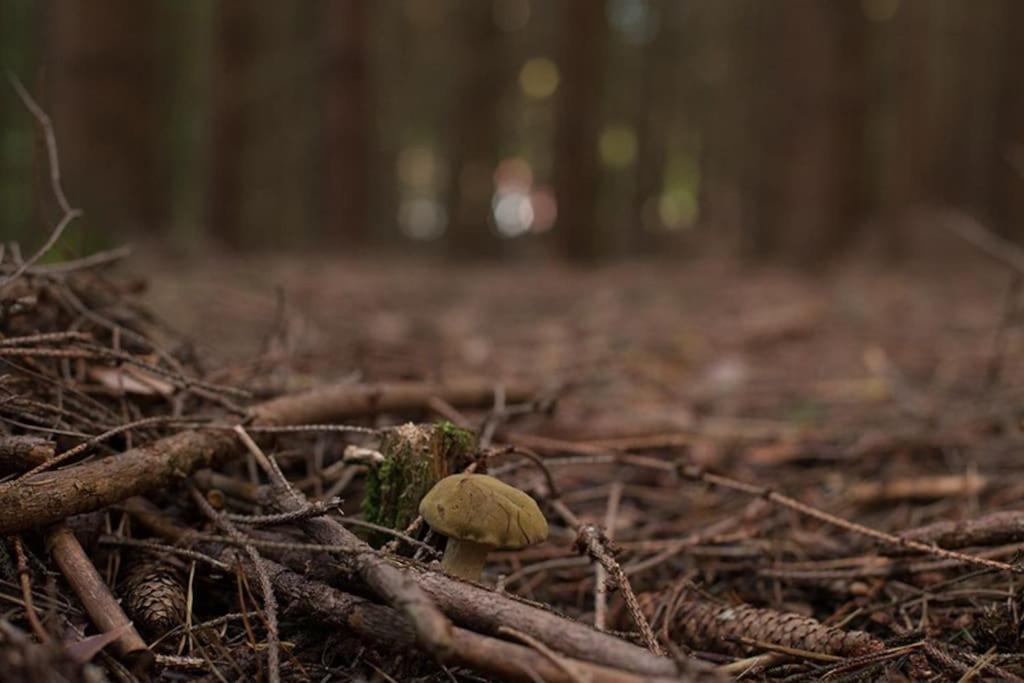 Wald-Apartment Limbach-Oberfrohna Bagian luar foto