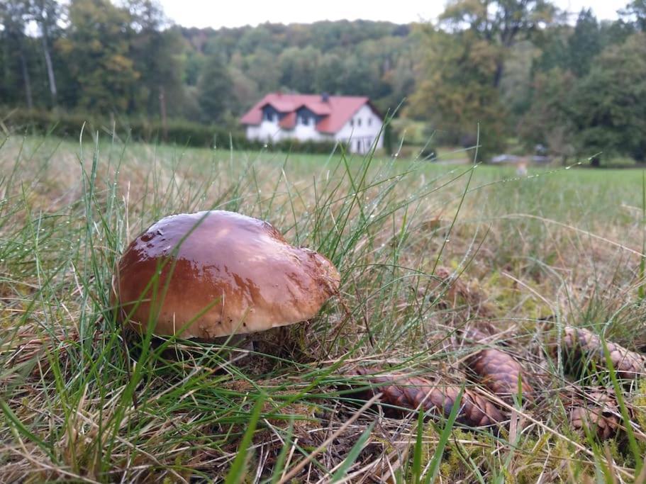 Wald-Apartment Limbach-Oberfrohna Bagian luar foto